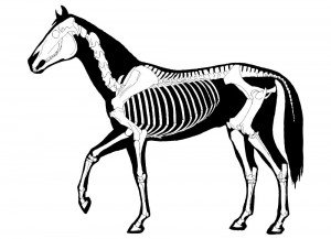Horse Chiropractor London Equine Chiropractic