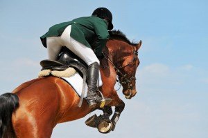 Horse Chiropractor, London Equine Chiropractic